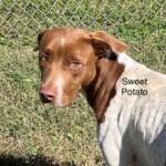Sweet Potato
