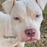 Sammy