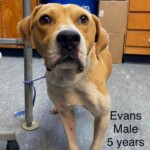 Evans