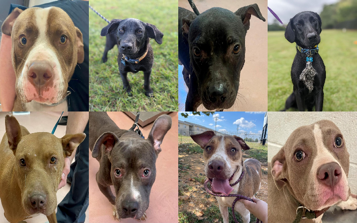 20231005pups
