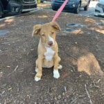 Lola Ann