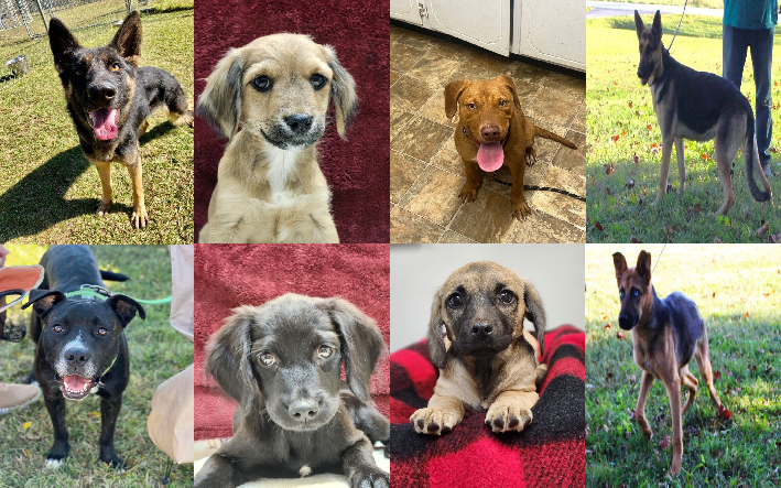 20231030pups