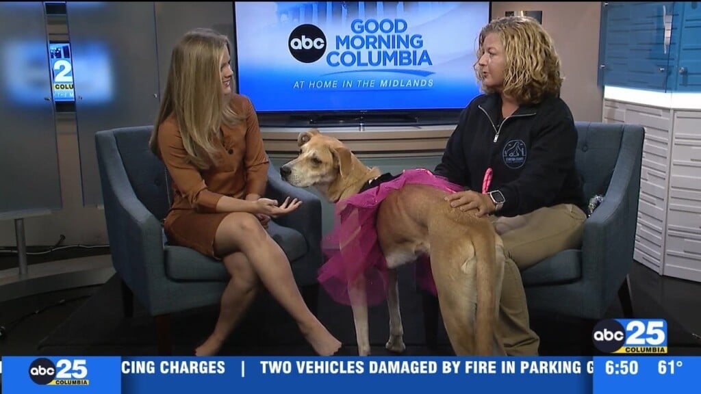 Pet Of The Week Indie
