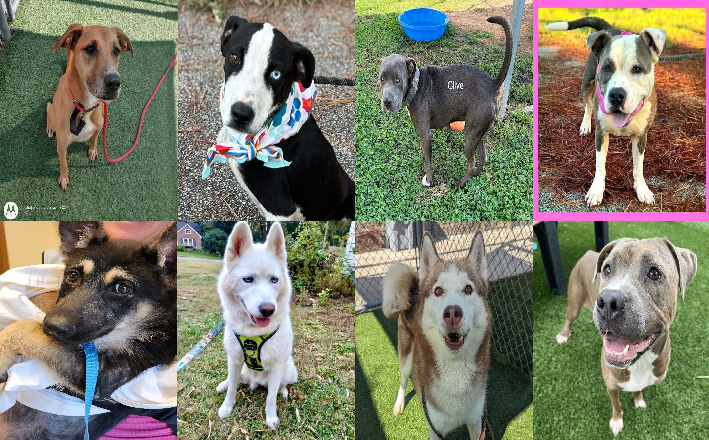 20231010pups