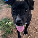 Sam