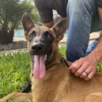 Taz