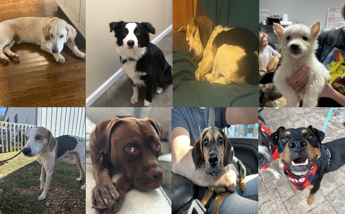 20231024pups