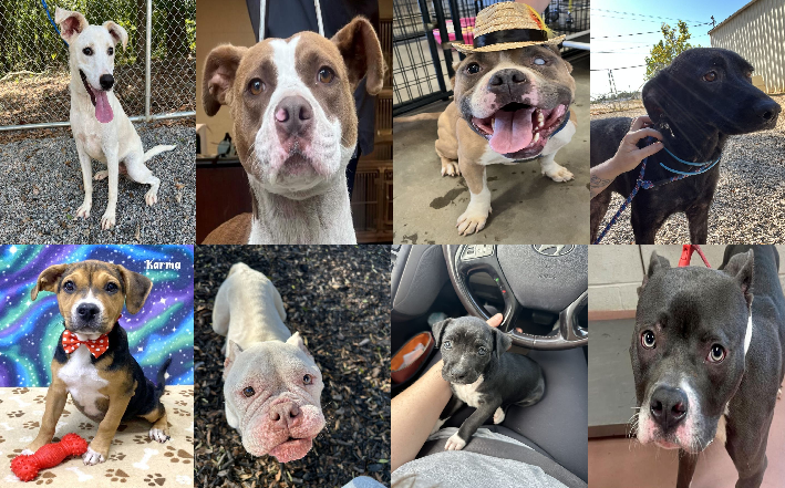 20231011pups