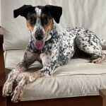 Dottie