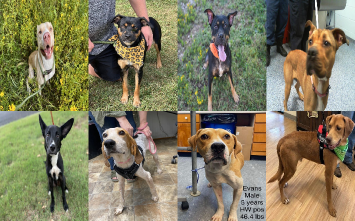 20231009pups