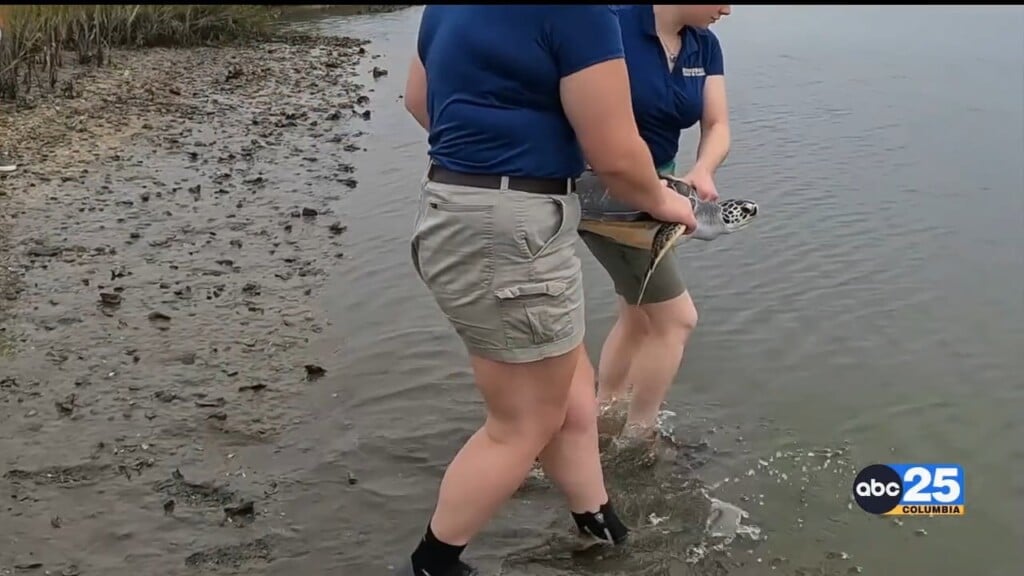 Sea Turtle Released Into Wild After Head Start Program At Riverbanks Zoo