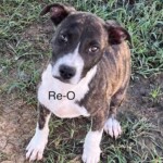 Re O