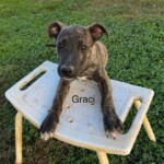 Graci