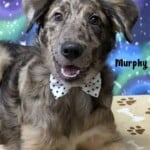 Murphy