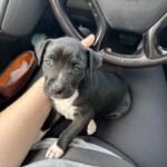 Lulu
