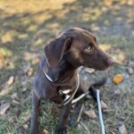 Greta