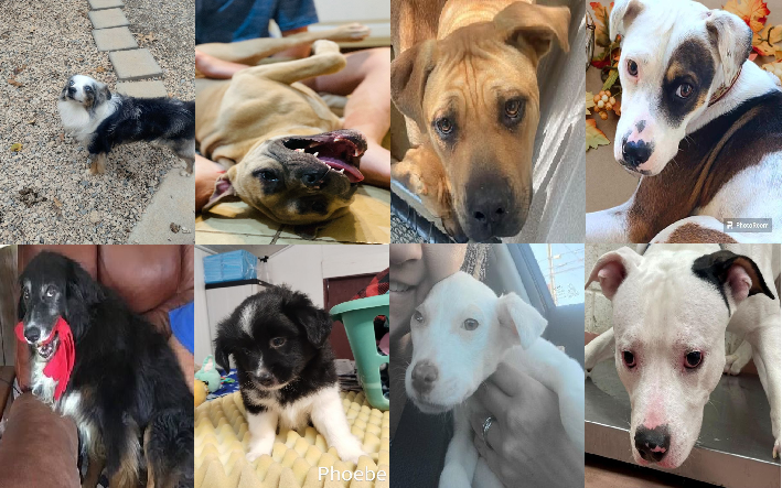 20231103pups