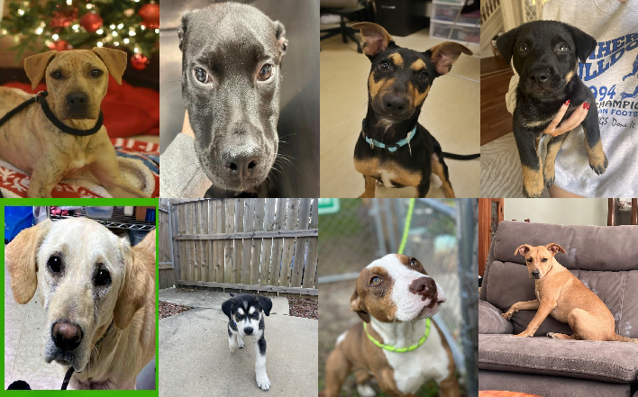 20231128pups