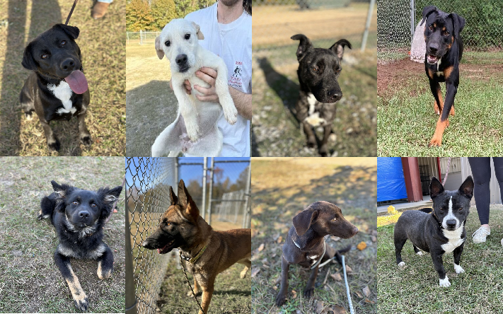 20231116pups