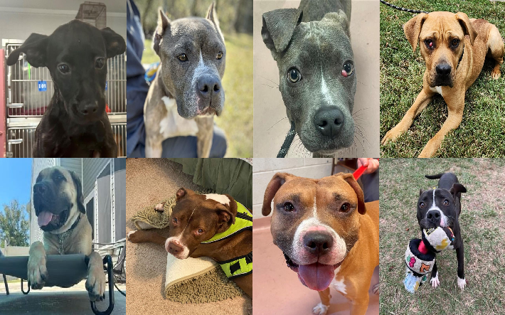 20231107pups