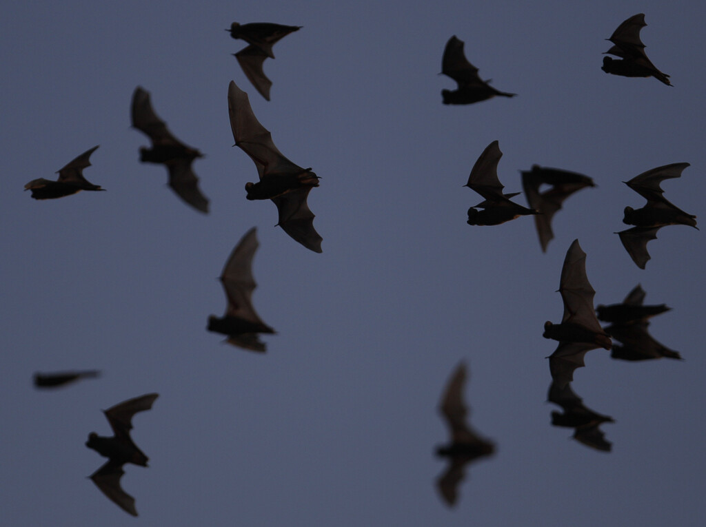 Texas Drought Bats