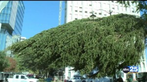 South Carolina's Official Christmas Tree Arrives At State House