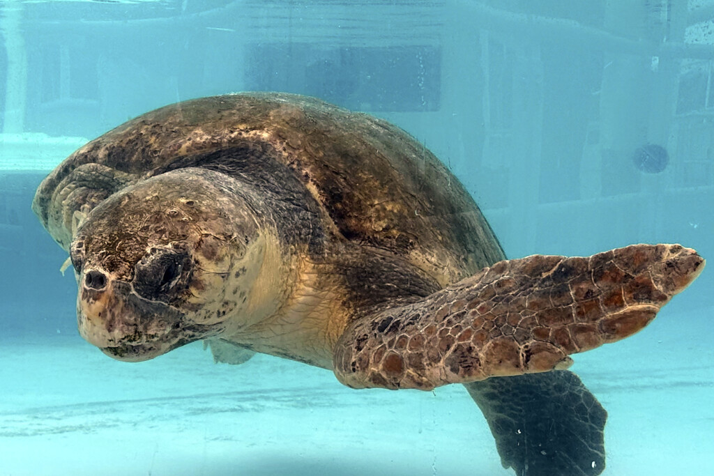 Sea Turtles Climate Threat