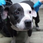 Lila