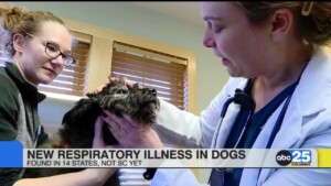Mysterious Dog Illness Reported In 14 States