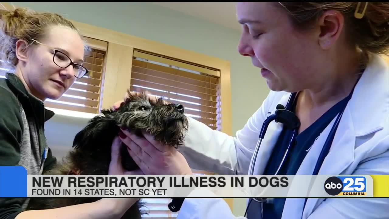 Mysterious dog illness reported in 14 states ABC Columbia