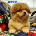 Jackson