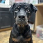 Athena