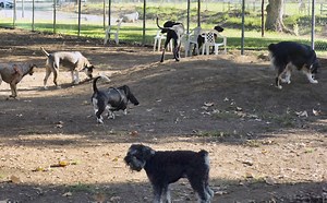 Dogs Associated Press