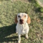 Tia
