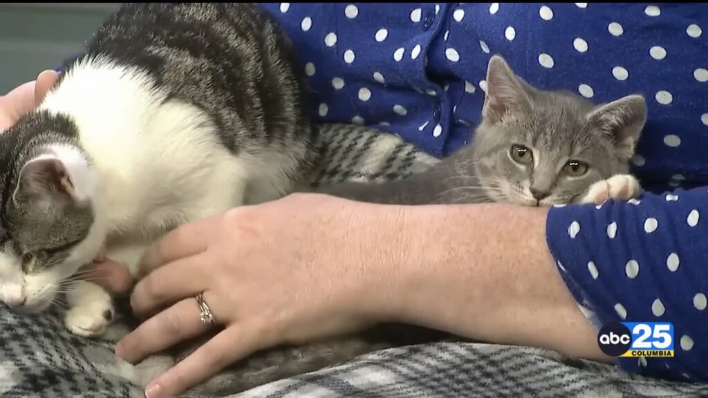 Pet Of The Week Amity & Albany