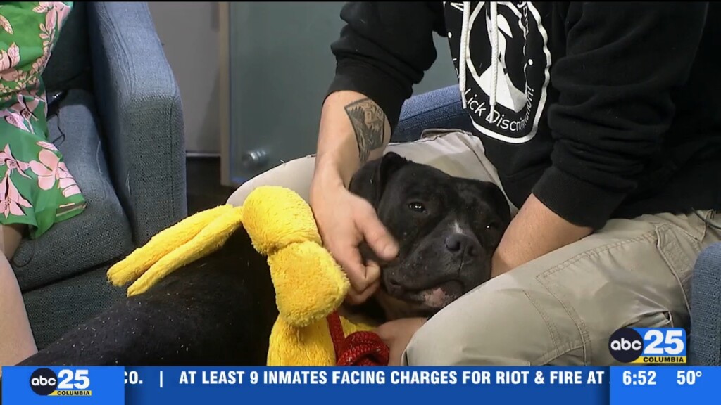 Pet Of The Week Elwood