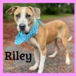Riley