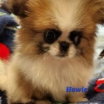 Howie