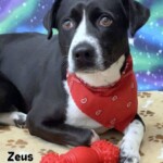 Zeus