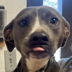 Maggie