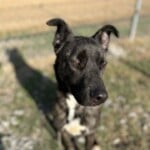 Bolt