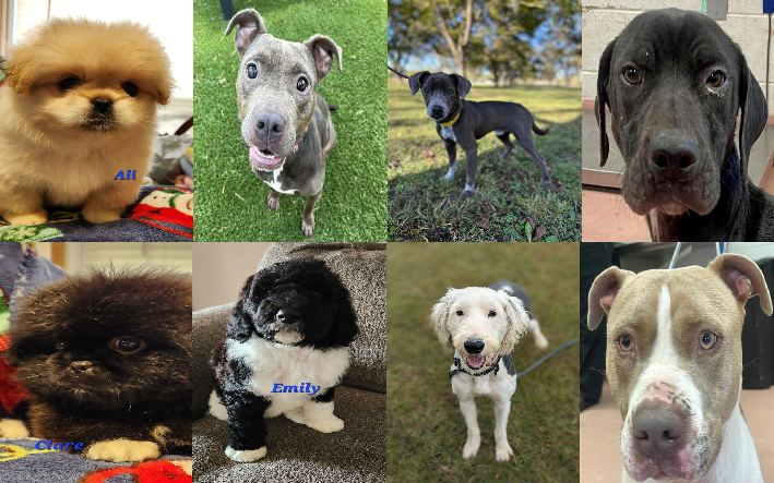 20231114pups