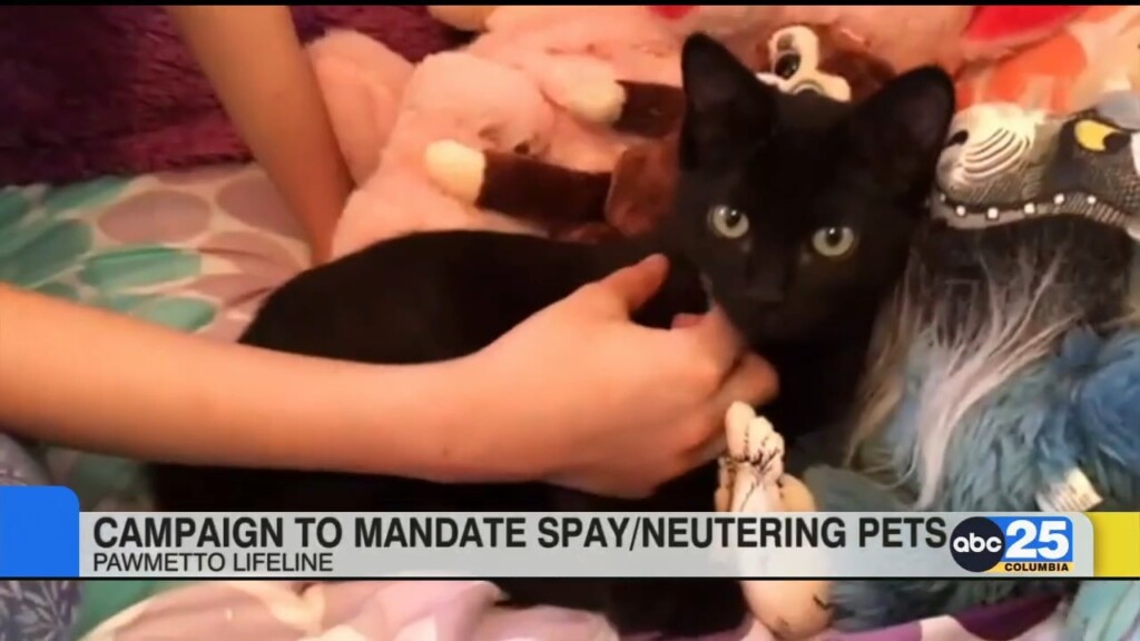 Pawmetto Lifeline Launches Campaign For Mandatory Spray/neuter Ordinance
