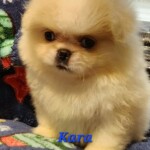 Kara