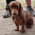 Mr Weenie