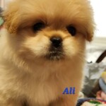 Ali
