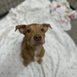 Pecan