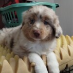 Piper