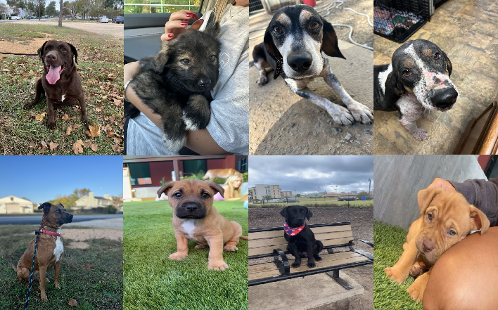 Midlands Pup Shots! November 2 - Abc Columbia