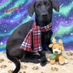 Romeo